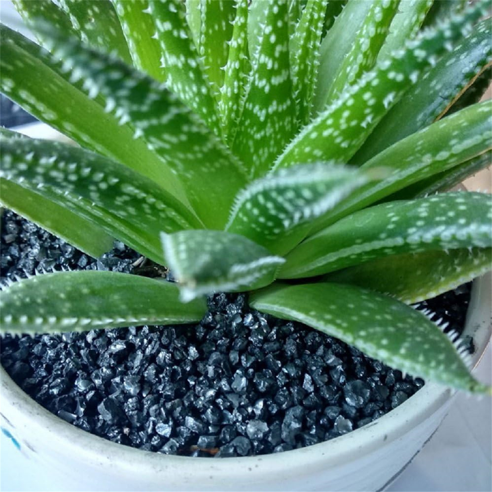 a244c524208745a8a4117392e2916041-goods